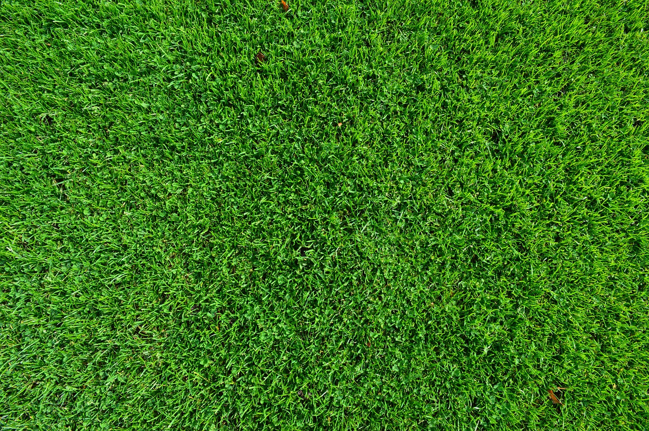 bermudagrass-zoysia-grass-3