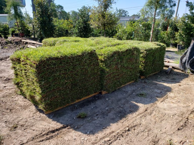 sod grass delivery in Louisiana and Mississippi