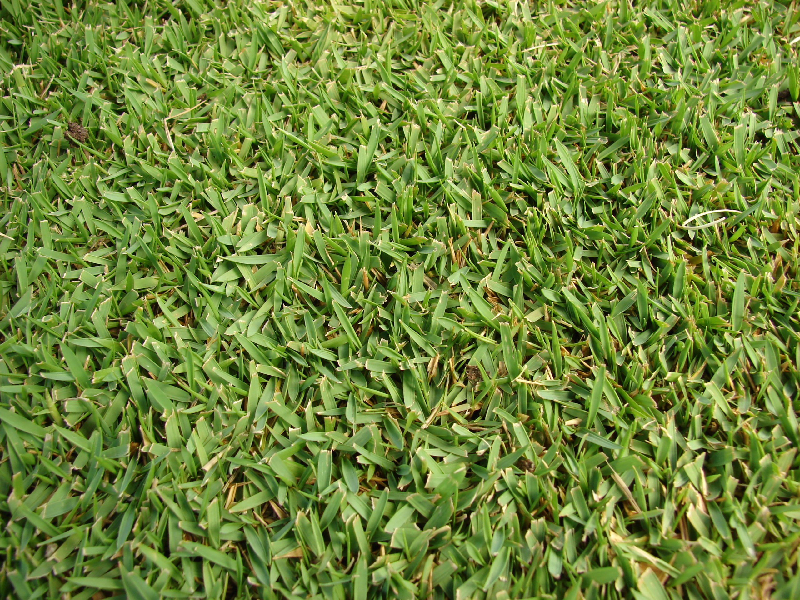 zoysia-grass-sod-2